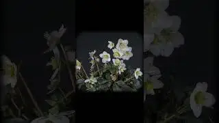 Bạn c&oacute; lu&ocirc;n sống trong sự bất an kh&ocirc;ng? #tamsu #cuocsong #kechuyen #dongcam