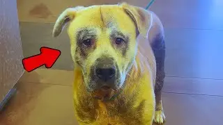 Guy Tries Everything To Find A Home For Euth Listed Dog
