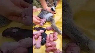 Rabbit growth - Baby Rabbit 1 To 30 Days