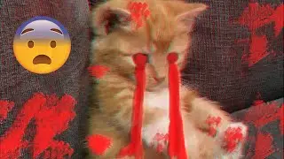 Котёнок Сявочка. Рецензия #2 (Триллер видео)