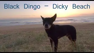 Black Dingo