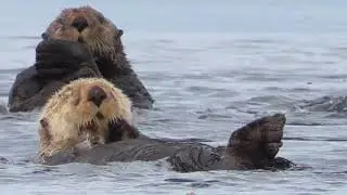 Nuchatlitz Sea Otter Raft
