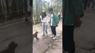 @Monkey demand banana #monky @joyhonuman