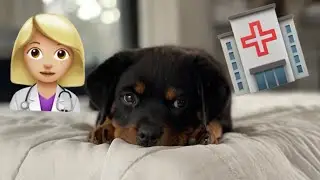 My Puppy has to go to the Vet! Rotty Ranch Vlogs #013