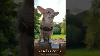 Luxury Burberry winter raincoat for small dog breeds.