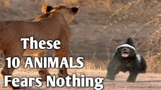 Top 10 Fearless Animals in the World known for their Blodness and Bravery.