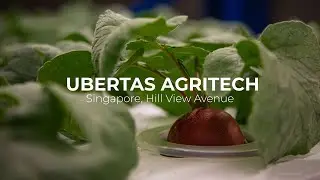 SALADSTOP! X UBERTAS AGRITECH