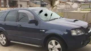 Clean Cars and Bird Poo...
