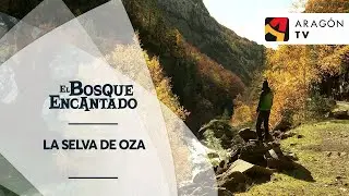 La Selva de Oza | SELVA DE OZA