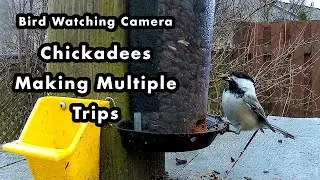 Chickadees Foraging For One Seed at a Time - Bird Watching Camera