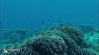 Mesmerizing Coral Reef Dive: Hidden Wonders Beneath the Waves | Camotes Dive Centre