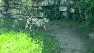 Fort Worth Zoo - Cheetah view