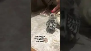 Silver sebrights chicks available in PeshawarA+++ qulity