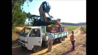 Vindima na Serra de Montejunto