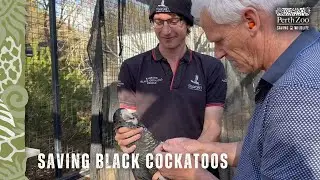 Saving wild cockatoos: Meet research associate Dr. Peter Mawson