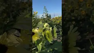 🌻🌻🌻Sunflowers are in bloom now in Southern California 😀