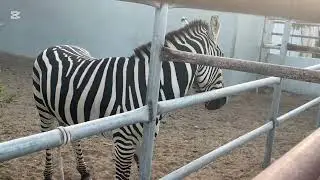 Tasneem zoo Bahrain