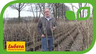 Jardiner sur 2 &eacute;tages : Les avantages des arbustes &agrave;&nbsp; baies