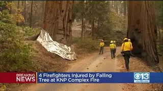 4 Firefighters Injured By Falling Tree At KNP Complex Fire