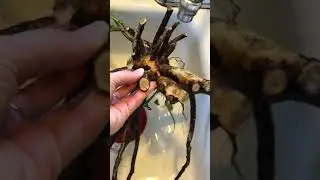 Elecampane in my sink