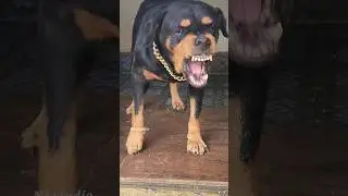 very angry dog #viral #angrypuppy #cutepet #dog #rottweilerpuppy #animal #pitbull #angry #pet #pets
