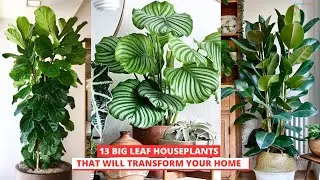 13 Big Leaf Houseplants That Will Transform Your Home!