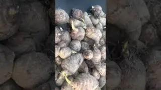 Information about the eddoe plant :These eddoe ready to plant