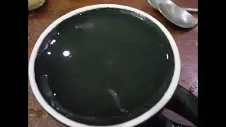 Leeches in aquarium . small and transparent leeches