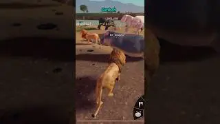 Savannah Life #savannah #lion #animals #safari #roblox #robloxanimals