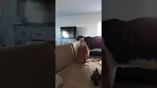 Fat cat fails his jump