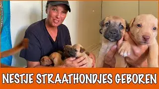 Westpointer-puppy's gevonden op straat | DierenpraatTV