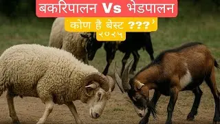 भेड़ पालन से लाखों कैसे कमाएं? | Sheep Farming Business in Hindi 2025