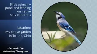 Birds Using My Pond and Eating Serviceberries