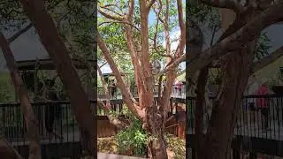 Koala at Sydney #zoo #bear
