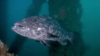 Exmouth Navy Pier Dive, and Ningaloo reef Snorkel