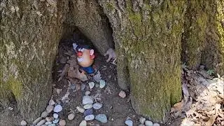 Mr Potato Head is still keeping his secret. Who moved the Rocks?