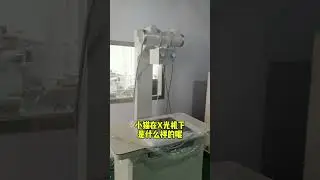 The effect of cats under X-rays #xraymachine