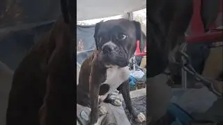 Boxer stares down owner before punching her #funny #dog
