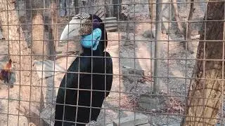 Kohima Private Zoo | Nagaland