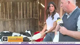 Lori is attempting to feed the baby cows again at Fog Willow Farm! 8am