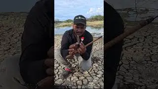 Single Hook Pole Rod Fishing 🎣 | நாட்டு ஜிலேபி மீன் பிடித்த சுலபமான முறை