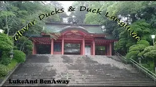 Clever Ducks & Duck Language
