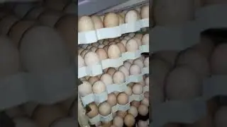 Carrinho de incuba&ccedil;&atilde;o da CASP com ovos classificados..