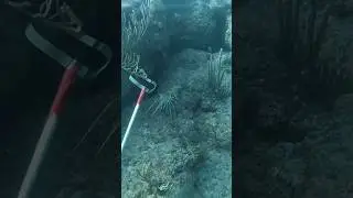 Woow....  It's Bigger #animal#trending  #funny #sea #seahunter #deepsea #lobster