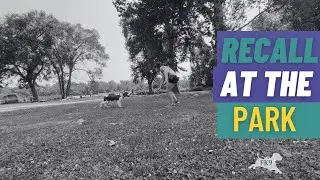 Recall Reps at the Park | Freedom K9 Training