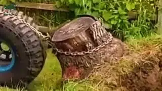 Professional Stump Removal Services | Safe & Efficient Tree Stump Solutions