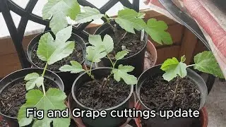 Grape and Fig cuttings 4th May update