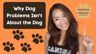 What is Pawsitive Mindset?
