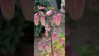 #泰語 #泰國 #ไต้หวัน #ใบคว่ำ #落地生根