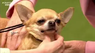Best of Breed, Toy Group|CHIHUAHUA (SMOOTH COAT)|